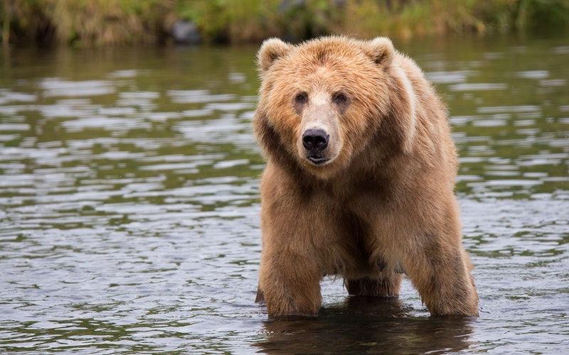 Brown bear in body of water during daytime.