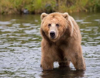 brown bear in-body of water during daytime